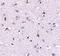 Nanos C2HC-Type Zinc Finger 1 antibody, PA5-20556, Invitrogen Antibodies, Immunohistochemistry frozen image 