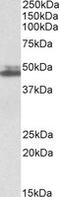 SH3 Domain Containing GRB2 Like 1, Endophilin A2 antibody, LS-B10468, Lifespan Biosciences, Western Blot image 
