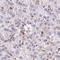 Glutathione Peroxidase 1 antibody, NBP2-33429, Novus Biologicals, Immunohistochemistry frozen image 