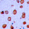 Glutamate Ionotropic Receptor AMPA Type Subunit 2 antibody, LS-C356073, Lifespan Biosciences, Immunohistochemistry paraffin image 