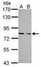 PKG1 antibody, TA308717, Origene, Western Blot image 