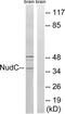 Nuclear migration protein nudC antibody, TA312320, Origene, Western Blot image 