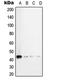 TGF beta antibody, MBS820639, MyBioSource, Western Blot image 