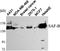 SAFB1 antibody, STJ98547, St John