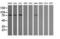 SEC14 And Spectrin Domain Containing 1 antibody, LS-C174386, Lifespan Biosciences, Western Blot image 