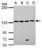 Leucyl-tRNA synthetase, cytoplasmic antibody, GTX122744, GeneTex, Western Blot image 