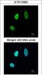 ETS Transcription Factor ERG antibody, GTX112925, GeneTex, Immunofluorescence image 