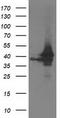 Ubiquitin-like-conjugating enzyme ATG3 antibody, TA503383S, Origene, Western Blot image 