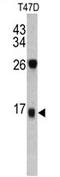 DCD antibody, AP17270PU-N, Origene, Western Blot image 