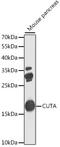 CutA Divalent Cation Tolerance Homolog antibody, 22-759, ProSci, Western Blot image 