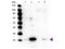 RLC antibody, P11637, Boster Biological Technology, Western Blot image 