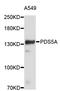 PDS5 Cohesin Associated Factor A antibody, STJ24952, St John