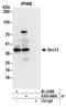SEC13 Homolog, Nuclear Pore And COPII Coat Complex Component antibody, A303-980A, Bethyl Labs, Immunoprecipitation image 