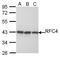 Replication Factor C Subunit 4 antibody, TA308528, Origene, Western Blot image 
