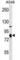 FYVE, RhoGEF And PH Domain Containing 3 antibody, abx030832, Abbexa, Western Blot image 