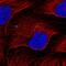 Metastasis-suppressor KiSS-1 antibody, HPA035542, Atlas Antibodies, Immunofluorescence image 