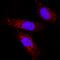 Copper Metabolism Domain Containing 1 antibody, MAB7526, R&D Systems, Immunofluorescence image 
