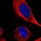CDP-L-Ribitol Pyrophosphorylase A antibody, NBP1-92030, Novus Biologicals, Immunofluorescence image 