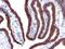 Golgi Zone antibody, orb389024, Biorbyt, Immunohistochemistry paraffin image 