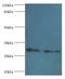 COP9 Signalosome Subunit 7A antibody, LS-C379790, Lifespan Biosciences, Western Blot image 
