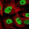 COP9 Signalosome Subunit 6 antibody, HPA044315, Atlas Antibodies, Immunocytochemistry image 