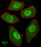 FA Complementation Group C antibody, A02387-1, Boster Biological Technology, Immunofluorescence image 