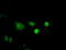 Inhibitor Of DNA Binding 3, HLH Protein antibody, TA500713, Origene, Immunofluorescence image 
