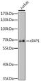 Baculoviral IAP Repeat Containing 2 antibody, GTX30089, GeneTex, Western Blot image 