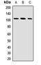 Exostosin Like Glycosyltransferase 3 antibody, orb412216, Biorbyt, Western Blot image 