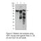 Yes Associated Protein 1 antibody, orb225103, Biorbyt, Western Blot image 