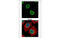 H2A Histone Family Member Z antibody, MBS837347, MyBioSource, Immunofluorescence image 