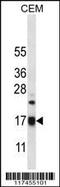 Mitochondrial Ribosomal Protein S12 antibody, 56-556, ProSci, Western Blot image 