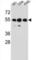 Zinc Finger Protein 562 antibody, abx026956, Abbexa, Western Blot image 