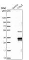 Mitochondrial RRNA Methyltransferase 2 antibody, PA5-62021, Invitrogen Antibodies, Western Blot image 
