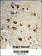 FM antibody, 63-852, ProSci, Immunohistochemistry paraffin image 