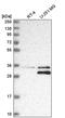 S-methyl-5 -thioadenosine phosphorylase antibody, PA5-65460, Invitrogen Antibodies, Western Blot image 