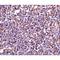 CD5 Molecule Like antibody, LS-C19598, Lifespan Biosciences, Immunohistochemistry paraffin image 