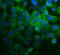 Collagen Type IV Alpha 2 Chain antibody, PA1521, Boster Biological Technology, Immunofluorescence image 