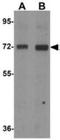 Lymphocyte Antigen 9 antibody, NBP1-76557, Novus Biologicals, Western Blot image 