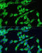 SMAD2 antibody, 16-795, ProSci, Immunofluorescence image 