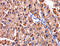 Leukotriene B4 Receptor 2 antibody, MBS2526431, MyBioSource, Immunohistochemistry paraffin image 