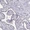 Kinesin Family Member 19 antibody, PA5-67284, Invitrogen Antibodies, Immunohistochemistry frozen image 