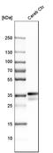 Neuronal Growth Regulator 1 antibody, HPA011894, Atlas Antibodies, Western Blot image 