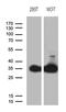 Phosphoglycerate Mutase Family Member 4 antibody, MA5-27372, Invitrogen Antibodies, Western Blot image 