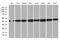 HNRNPH1 antibody, MA5-27369, Invitrogen Antibodies, Western Blot image 