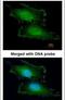 Penta-EF-Hand Domain Containing 1 antibody, PA5-21780, Invitrogen Antibodies, Immunofluorescence image 