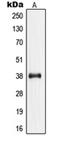 Adiponectin Receptor 1 antibody, orb340758, Biorbyt, Western Blot image 