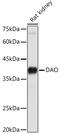 D-amino-acid oxidase antibody, GTX53998, GeneTex, Western Blot image 