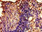 Vasopressin V2 receptor antibody, orb401448, Biorbyt, Immunohistochemistry paraffin image 
