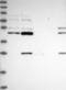 Homeobox protein Hox-B1 antibody, NBP1-83231, Novus Biologicals, Western Blot image 